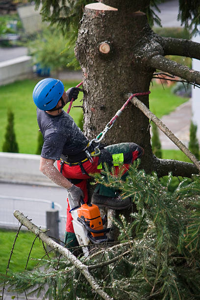 Lawn Renovation and Restoration in Milford Mill, MD