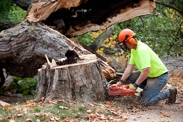 How Our Tree Care Process Works  in  Milford Mill, MD